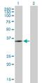 Zinc Finger MYND-Type Containing 12 antibody, H00084217-B01P, Novus Biologicals, Western Blot image 