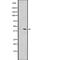 Olfactory Receptor Family 1 Subfamily L Member 1 antibody, PA5-67890, Invitrogen Antibodies, Western Blot image 