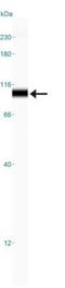 MRE11 Homolog, Double Strand Break Repair Nuclease antibody, NB100-142, Novus Biologicals, Western Blot image 