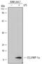 C-C Motif Chemokine Ligand 3 antibody, MA5-24364, Invitrogen Antibodies, Western Blot image 