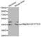 Mitogen-Activated Protein Kinase Kinase 5 antibody, abx000439, Abbexa, Western Blot image 