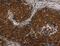 Ceramide Synthase 5 antibody, MBS2519852, MyBioSource, Immunohistochemistry frozen image 