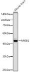 Nuclear Receptor Subfamily 0 Group B Member 1 antibody, GTX54624, GeneTex, Western Blot image 