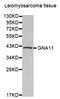 G Protein Subunit Alpha 11 antibody, A03817, Boster Biological Technology, Western Blot image 