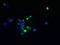 Transmembrane Protein 174 antibody, LS-C376822, Lifespan Biosciences, Immunofluorescence image 