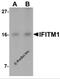 Interferon Induced Transmembrane Protein 1 antibody, 5805, ProSci, Western Blot image 