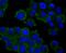 Mitogen-Activated Protein Kinase Kinase Kinase 7 antibody, NBP2-67180, Novus Biologicals, Immunofluorescence image 