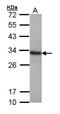 High Mobility Group Box 1 antibody, PA5-29604, Invitrogen Antibodies, Western Blot image 