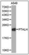 Nuclear Factor Of Activated T Cells 4 antibody, orb256717, Biorbyt, Western Blot image 