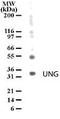 Uracil DNA Glycosylase antibody, orb95315, Biorbyt, Western Blot image 