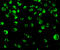 Interferon Regulatory Factor 8 antibody, 3401, ProSci, Immunofluorescence image 