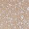 Contactin 2 antibody, PA5-51571, Invitrogen Antibodies, Immunohistochemistry frozen image 