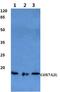 Cytochrome C Oxidase Subunit 7A2 Like antibody, A12056, Boster Biological Technology, Western Blot image 