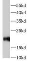 CD3 antibody, FNab09892, FineTest, Western Blot image 