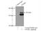 Prostaglandin reductase 1 antibody, 13374-1-AP, Proteintech Group, Immunoprecipitation image 