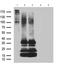 G Protein-Coupled Receptor 26 antibody, M10962, Boster Biological Technology, Western Blot image 
