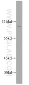 Ras And Rab Interactor 3 antibody, 12709-1-AP, Proteintech Group, Western Blot image 