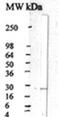 Ciliary Neurotrophic Factor antibody, PA1-21214, Invitrogen Antibodies, Western Blot image 