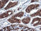 Glutamyl Aminopeptidase antibody, LS-C786691, Lifespan Biosciences, Immunohistochemistry paraffin image 