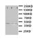 Mitogen-Activated Protein Kinase 13 antibody, LS-C313079, Lifespan Biosciences, Western Blot image 