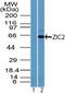 Zic Family Member 2 antibody, PA5-23446, Invitrogen Antibodies, Western Blot image 