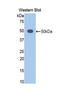 Enolase 2 antibody, LS-C304214, Lifespan Biosciences, Western Blot image 