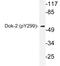 DOK2 antibody, LS-C178049, Lifespan Biosciences, Western Blot image 