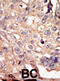 ARK5 antibody, abx033847, Abbexa, Immunohistochemistry frozen image 