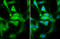 Egl-9 Family Hypoxia Inducible Factor 1 antibody, GTX132293, GeneTex, Immunofluorescence image 