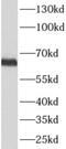 P-LAP antibody, FNab06520, FineTest, Western Blot image 