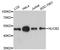 Nucleobindin 2 antibody, STJ114515, St John