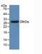 Cytochrome P450 Family 1 Subfamily A Member 1 antibody, LS-B14619, Lifespan Biosciences, Western Blot image 