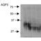 Aquaporin 3 (Gill Blood Group) antibody, PA5-77840, Invitrogen Antibodies, Western Blot image 