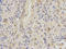 Serine Hydroxymethyltransferase 2 antibody, LS-B14859, Lifespan Biosciences, Immunohistochemistry frozen image 