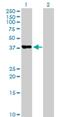 Platelet Activating Factor Acetylhydrolase 2 antibody, H00005051-B01P, Novus Biologicals, Western Blot image 