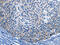 Interleukin 2 Receptor Subunit Beta antibody, CSB-PA061951, Cusabio, Immunohistochemistry frozen image 