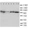 Heat Shock Protein Family A (Hsp70) Member 8 antibody, orb76329, Biorbyt, Western Blot image 