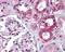 Calcium Sensing Receptor antibody, 49-156, ProSci, Immunohistochemistry paraffin image 