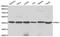 Flap Structure-Specific Endonuclease 1 antibody, orb49073, Biorbyt, Western Blot image 