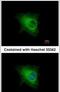 Keratin 33B antibody, PA5-29512, Invitrogen Antibodies, Immunofluorescence image 