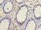 Tetraspanin 1 antibody, LS-C376942, Lifespan Biosciences, Immunohistochemistry paraffin image 