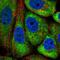 Transmembrane Protein 121 antibody, NBP2-14693, Novus Biologicals, Immunofluorescence image 