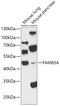 Family With Sequence Similarity 83 Member A antibody, 15-925, ProSci, Western Blot image 