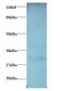 G Protein-Coupled Receptor 161 antibody, LS-C211636, Lifespan Biosciences, Western Blot image 