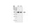 p53 antibody, 2527S, Cell Signaling Technology, Western Blot image 