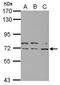 Kinesin Family Member 22 antibody, PA5-29490, Invitrogen Antibodies, Western Blot image 