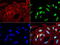 MutL Homolog 1 antibody, LS-C796936, Lifespan Biosciences, Immunofluorescence image 