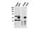 Cbl Proto-Oncogene C antibody, NBP1-78063, Novus Biologicals, Western Blot image 