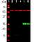 Heat Shock Protein Family B (Small) Member 1 antibody, NBP2-25149, Novus Biologicals, Western Blot image 