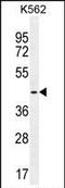 TATA-Box Binding Protein Like 2 antibody, PA5-35109, Invitrogen Antibodies, Western Blot image 